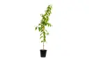 #Morning Queen 25cm 