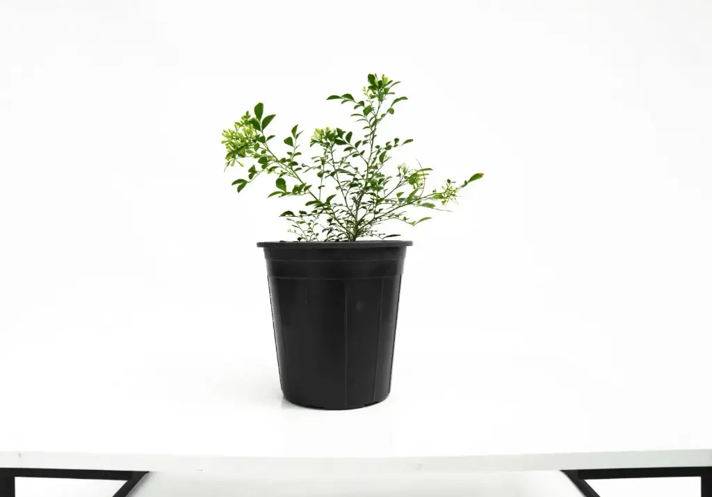 MORIA 25CM 