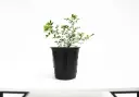 MORIA 25CM 
