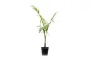 ROYSTONEA REGIA 25CM