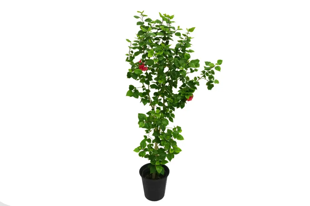 HIBISCUS 25CM PRODUCTION