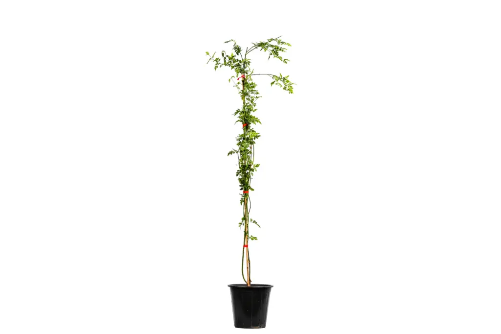 #COMMON JASMINE 25CM ياسمين بلدي 