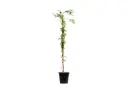 #COMMON JASMINE 25CM ياسمين بلدي 
