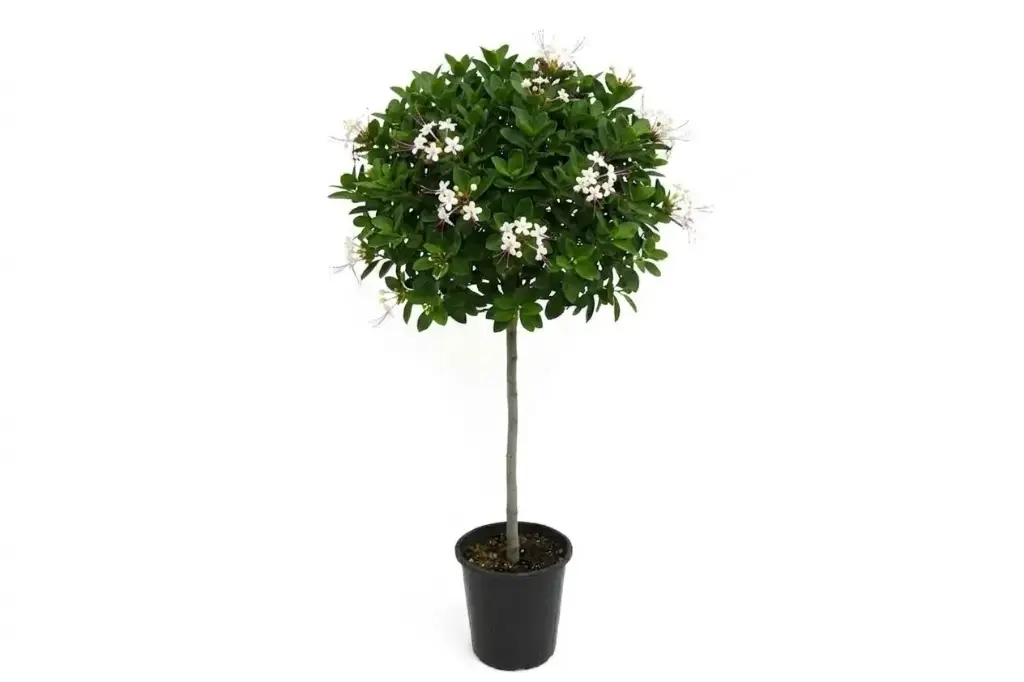 #CLERODENDRON INERME 25CM ياسمين زفر 
