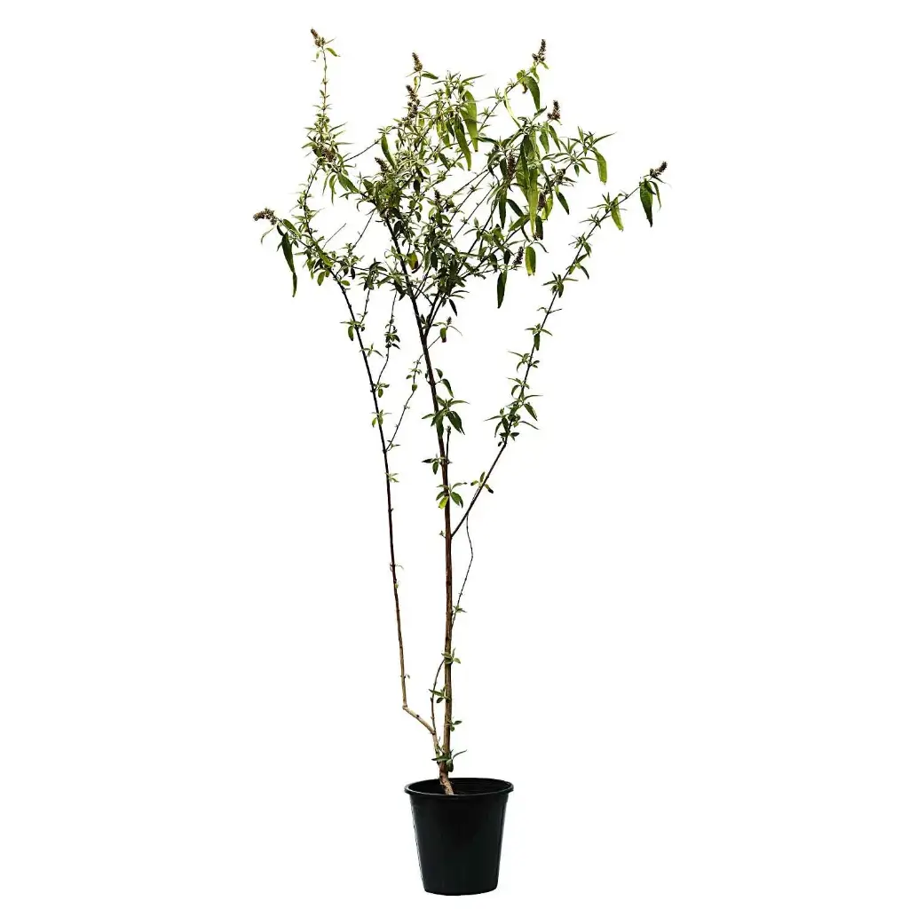 Jasmine badalya 25cm ياسمين فرنسي