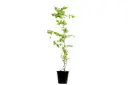 QUISQUALIS INDICA 25CM ياسمين هندي 