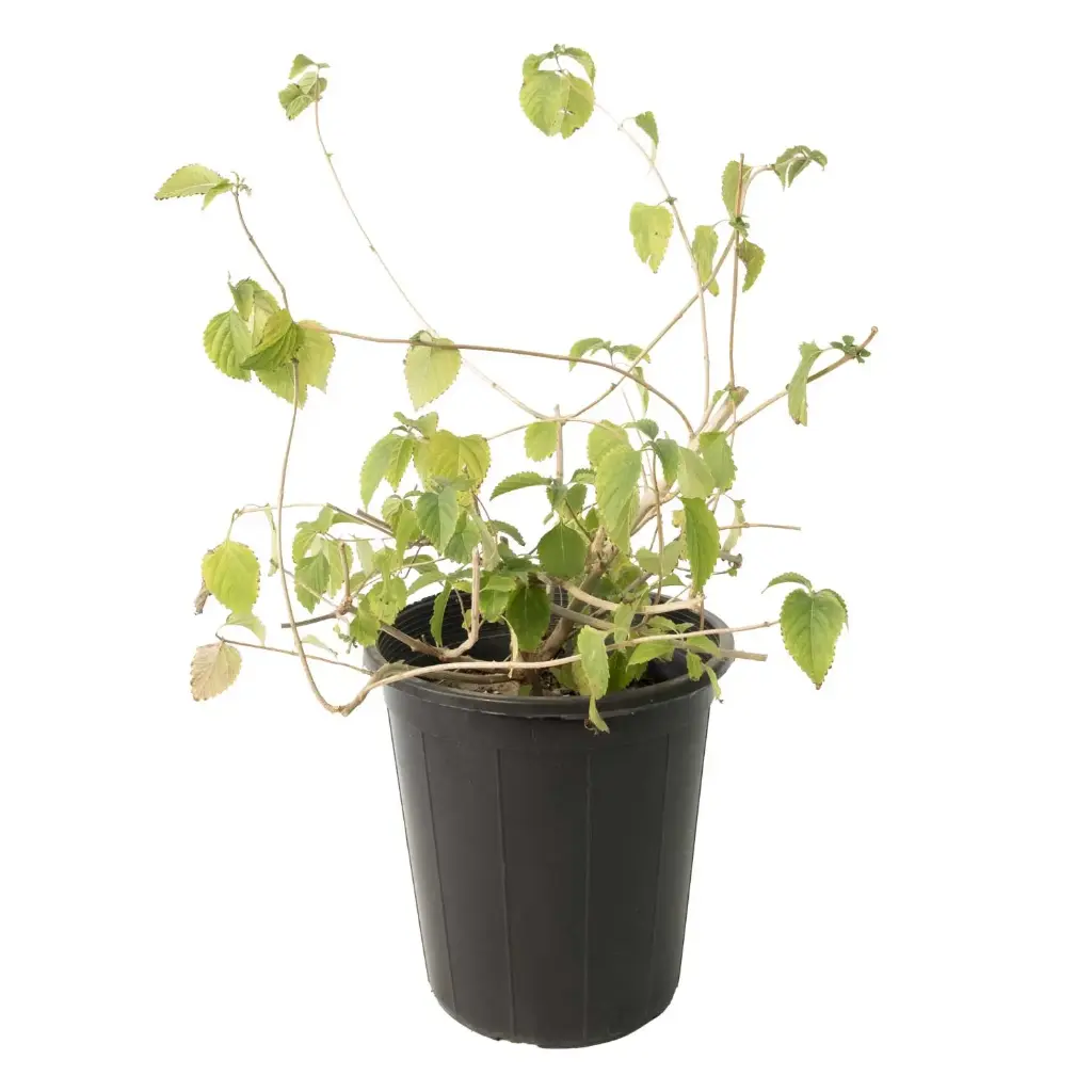 LANTANA PURPLE 25CM لانتانا كمارا 