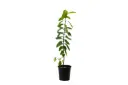 #White Guava 18cm جوافة بيضاء 