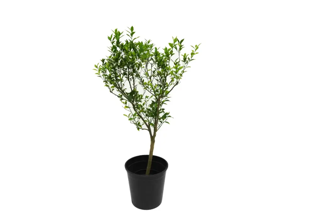 CITRUS RETICULATA MIDUME SPANISH افندي اسباني وسط 