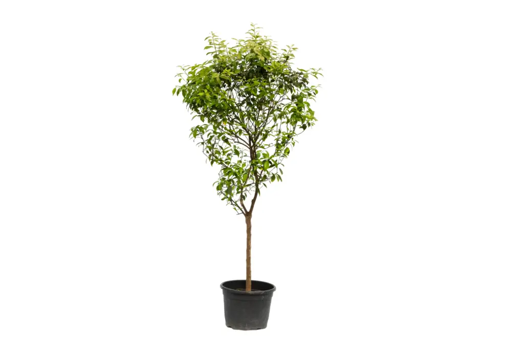 CITRUS RETICULATA MIDUME SPANISH افندي اسباني وسط