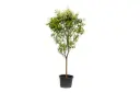 CITRUS RETICULATA MIDUME SPANISH افندي اسباني وسط
