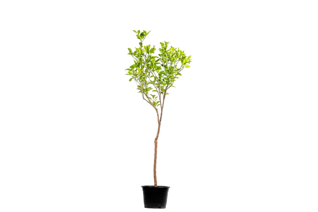 #Spanish Orange Medium برتقال اسباني وسط