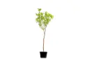 #Spanish Orange Medium برتقال اسباني وسط