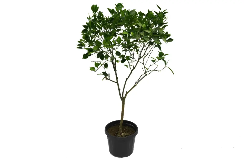 SPANISH CITRUS ORANGE BIG
