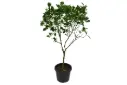 SPANISH CITRUS ORANGE BIG
