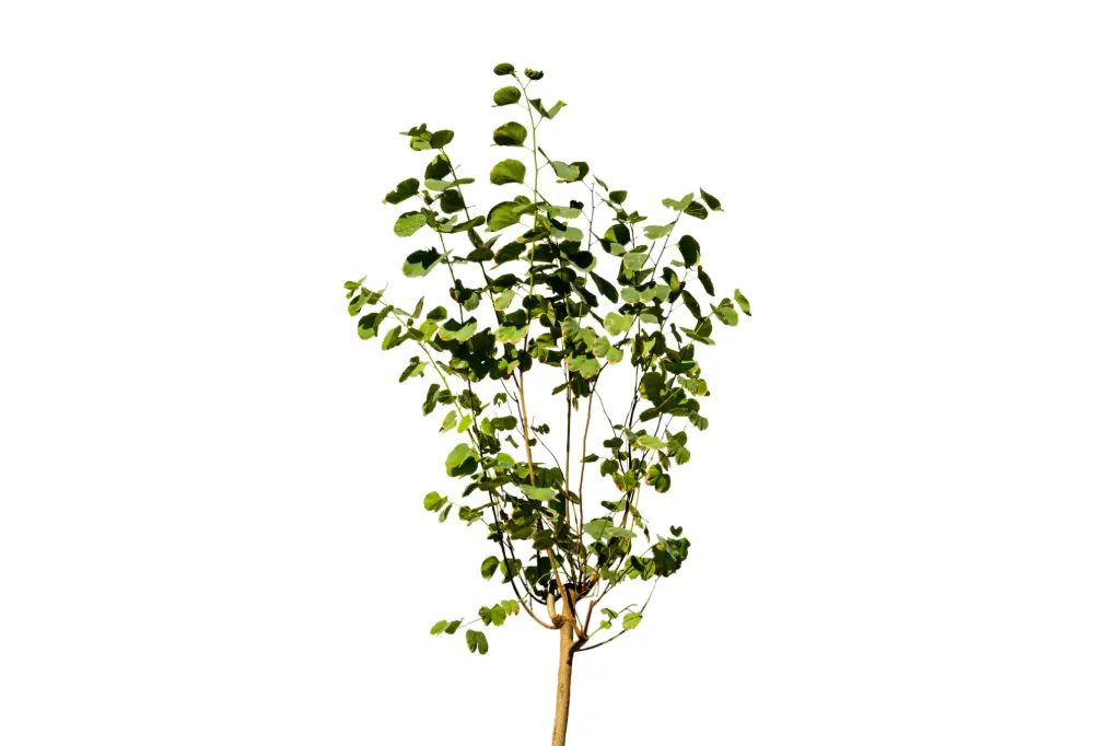 #Bauhinia 1.5 inches بوهينيا 1.5 انش