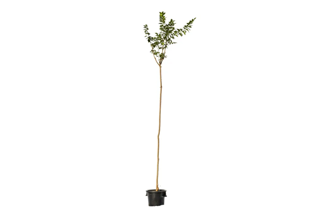 #Lagerstroemia Indica 35cm تمر حنا شامي 