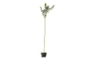 #Lagerstroemia Indica 35cm تمر حنا شامي 
