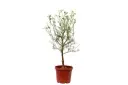#Kumquat Spanish Bonsai Shape كيمكوات اسباني بونساي