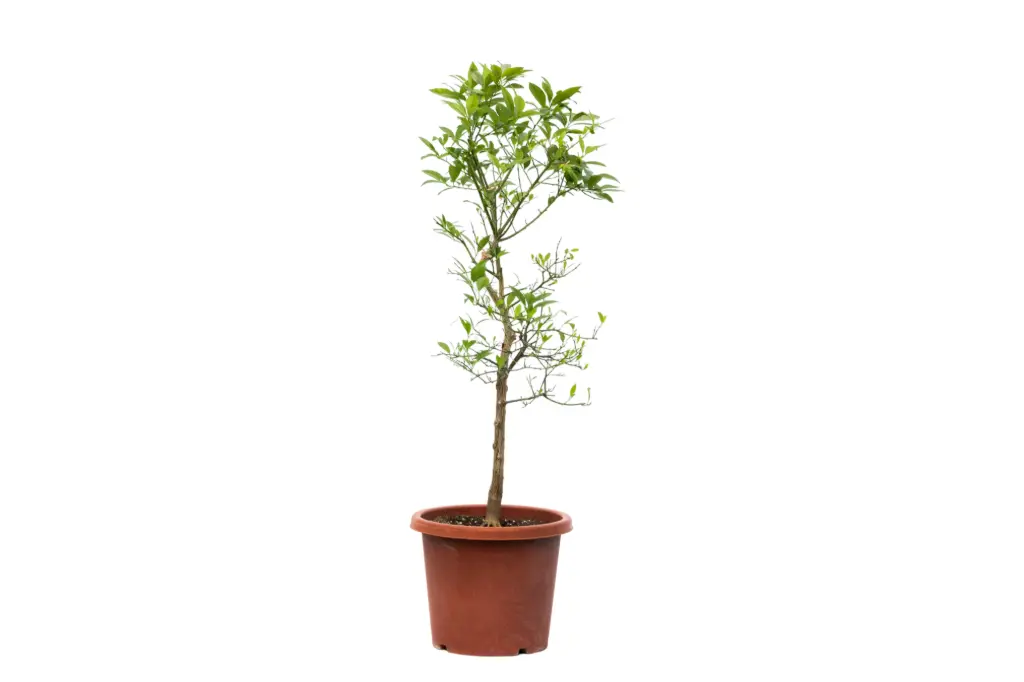 #LEMQUAT SPANISH BONSAI SHAPE ليموكوات اسباني وسط
