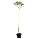 Albizia Lebbeck 1.5 inch البيزيا لبخ (برهام)