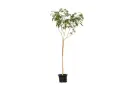 Albizia Lebbeck 1.5 inch البيزيا لبخ