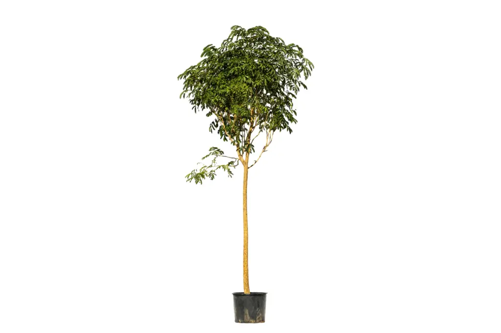 ###ALBIZIA LEBBECK 3.5 INCH برهام 3.5 انش 