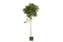 ###ALBIZIA LEBBECK 3.5 INCH برهام 3.5 انش 