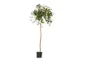 #FICUS RELIGIOSA 2INCHES 45CM فايكس لسان العصفور 45 سم