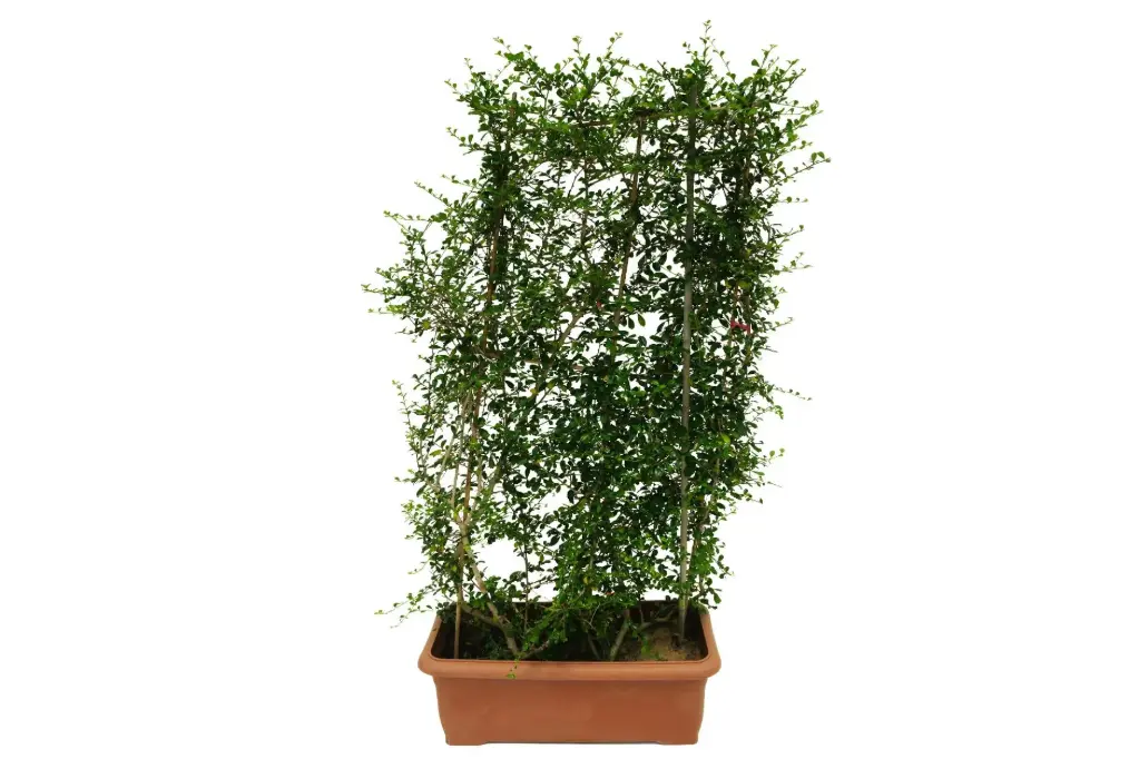 #Carmona Rectangular Shape 80cm كرمونا مستطيلة