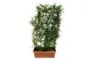 #Carmona Rectangular Shape 80cm كرمونا مستطيلة