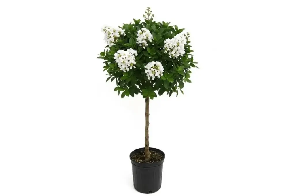 #LAGERSTROEMIA INDICA WHITE 30CM تمر حنا شامي (أبيض) 