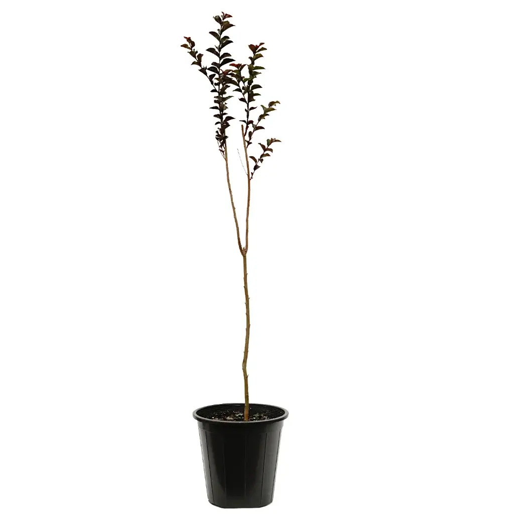 LAGERSTROEMIA BLACK DIAMOND RED 25CM تمر حنا شامي بلاك دايموند (حمراء) 
