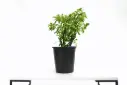 EUPHORBIA  VARIEGATA 25CM ايفوربيا مبرغشة 