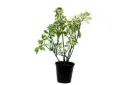 EUPHORBIA  VARIEGATA 25CM فربيون متنوع