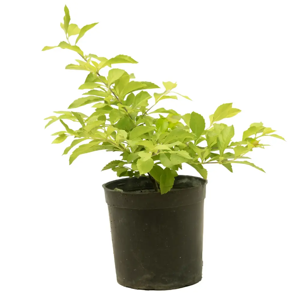 Tecomaria 14 cm  