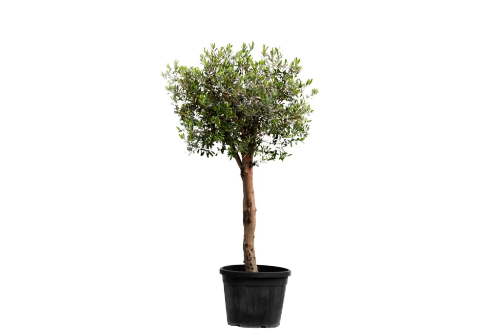 OLIVE 3INCH
