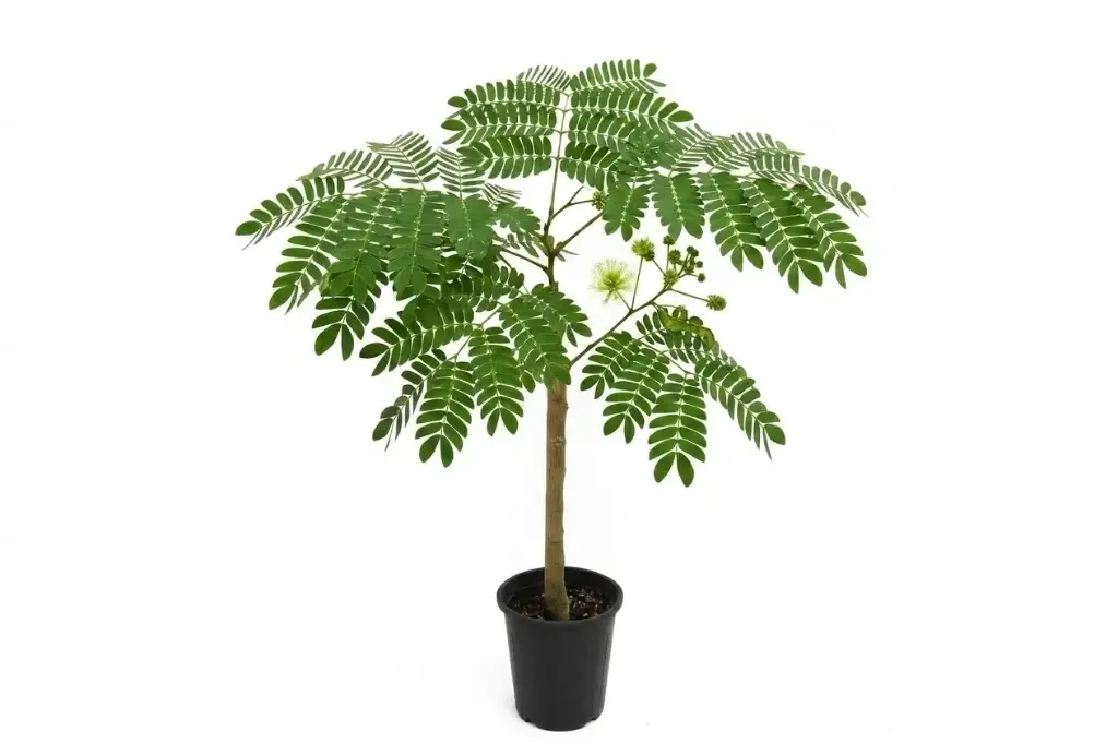 #Albizia lebbeckPruned 3inches برهام 3 انش