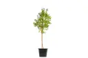 #Duranta green vertical shape 35cm 
