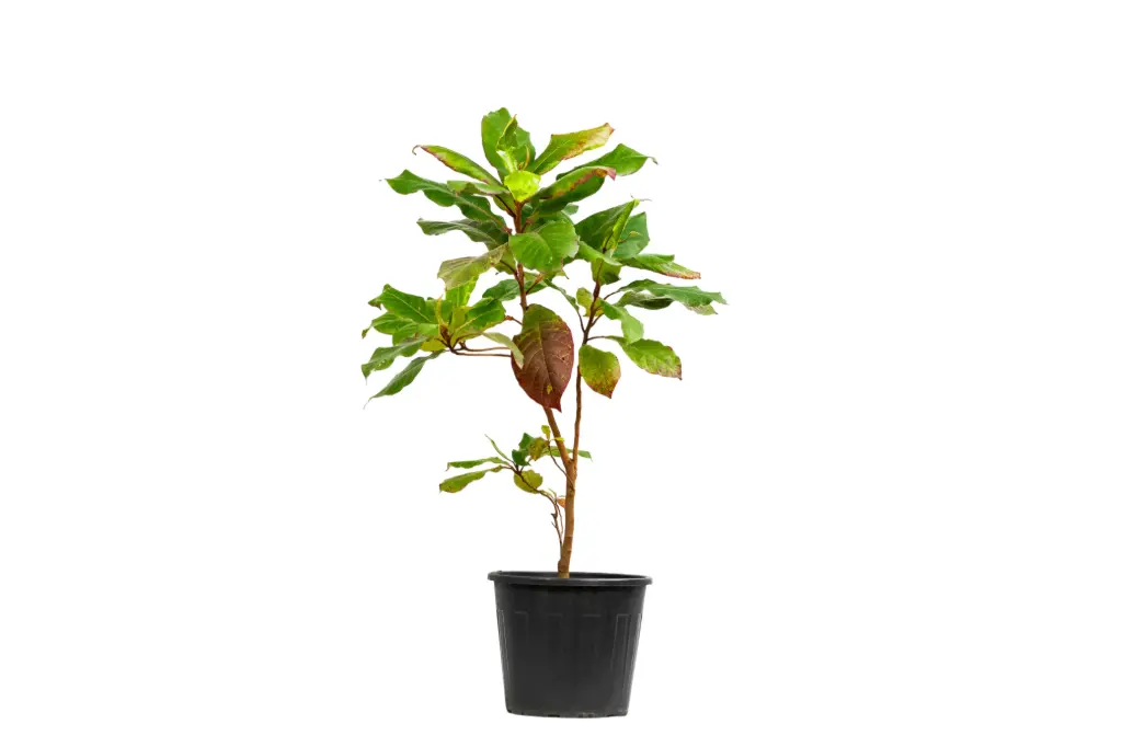 #Terminalia catappa 35cm