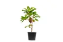#Terminalia Catappa 35cm ترمناليا كاتابا