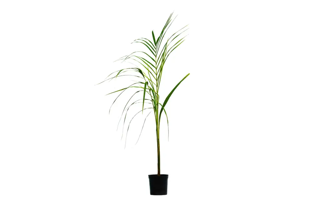 #Roystonea Regia 14cm نخيل الملوكي 