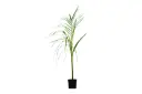 #Roystonea regia 14 cm نخيل الملوكي 