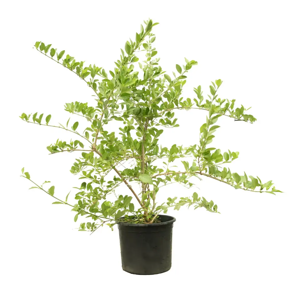 Clerodendron Inerme 35cm كليرودندروم إنيرمي