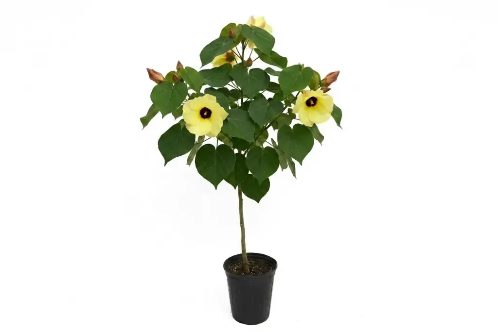 #HIBISCUS TILIACEUS 1 INCH 25 CM خبيز ساحلي