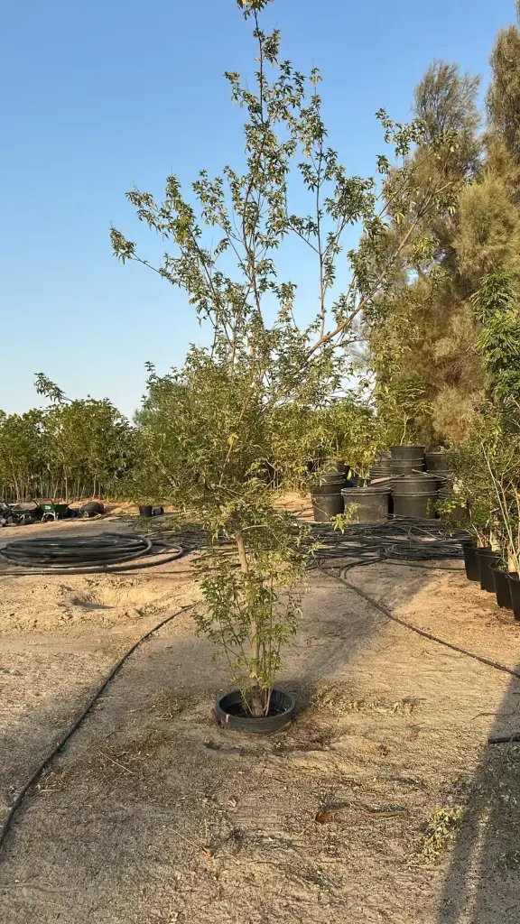  #Vitex Agnus Castus 50 cm كف مريم شجرة 
