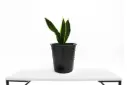 SANSEVIERIA YELLOW 18CM صبار جلد النمر اصفر 
