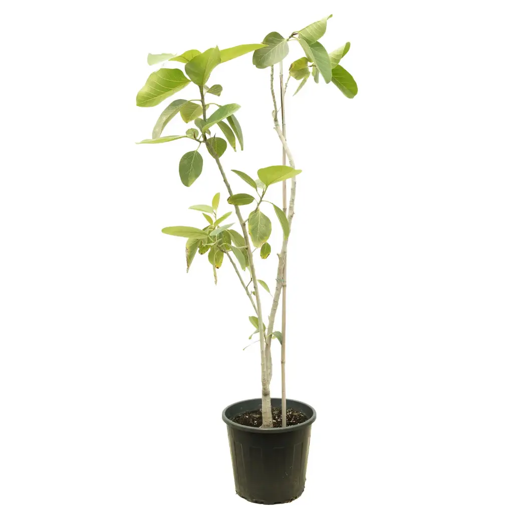Ficus benghalensis35cm فايكس مطاط بنغالي 