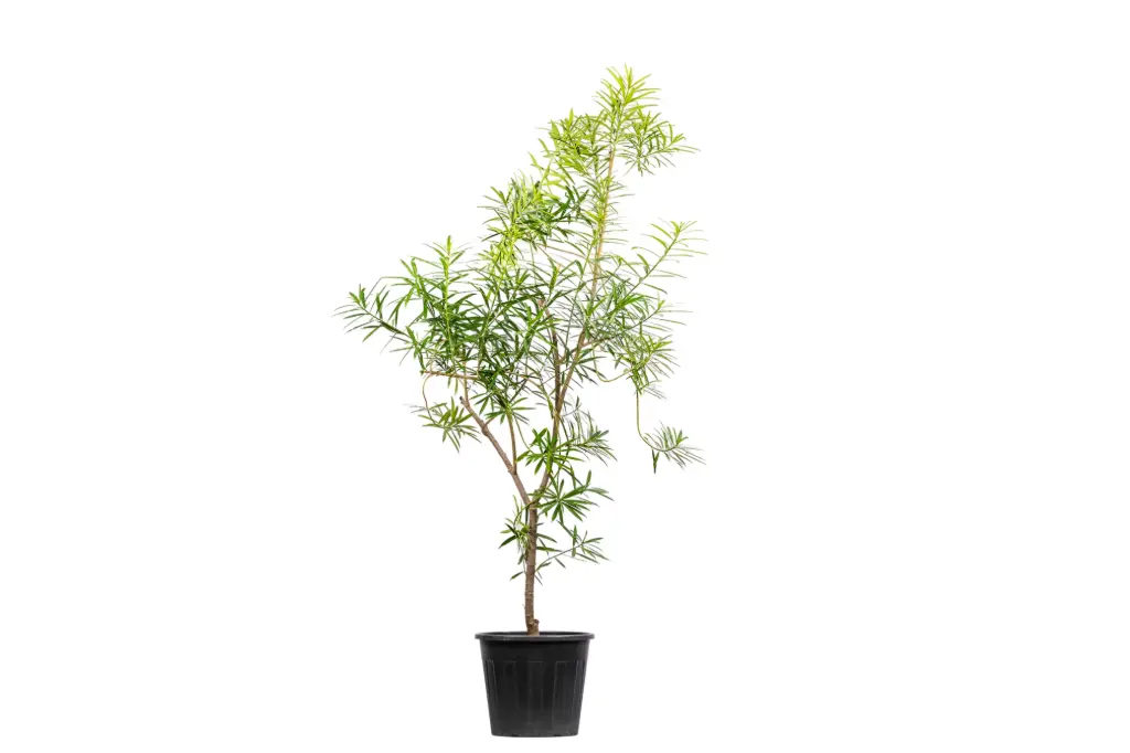 #Thevetia 35cm 