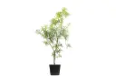 #Thevetia 35cm تيفيتيا 